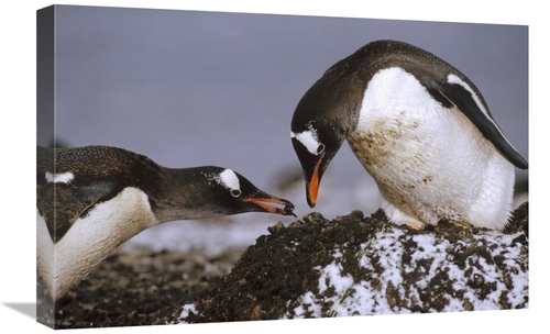 Global Gallery GCS-395668-1624-142 16 x 24 in. Gentoo Penguin Nesting 