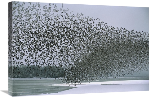 Global Gallery GCS-451919-2030-142 20 x 30 in. Western Sandpiper Flock