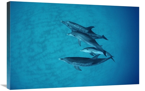 Global Gallery GCS-450693-2436-142 24 x 36 in. Atlantic Spotted Dolphi
