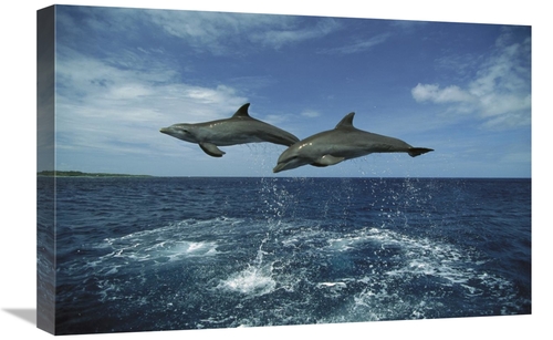 Global Gallery GCS-452641-1624-142 16 x 24 in. Bottlenose Dolphin Pair