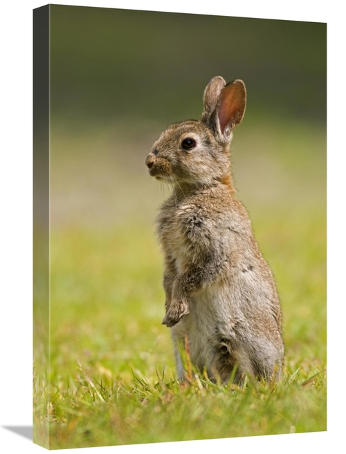 Global Gallery GCS-398240-1624-142 16 x 24 in. European Rabbit Juvenil