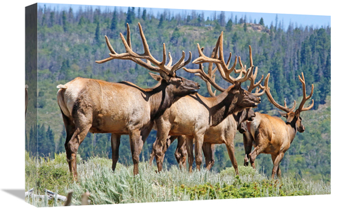 Global Gallery GCS-486487-22-142 22 in. Herd in Velvet Art Print - Vic