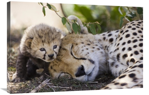 Global Gallery GCS-395831-2436-142 24 x 36 in. Cheetah Mother & Seven 