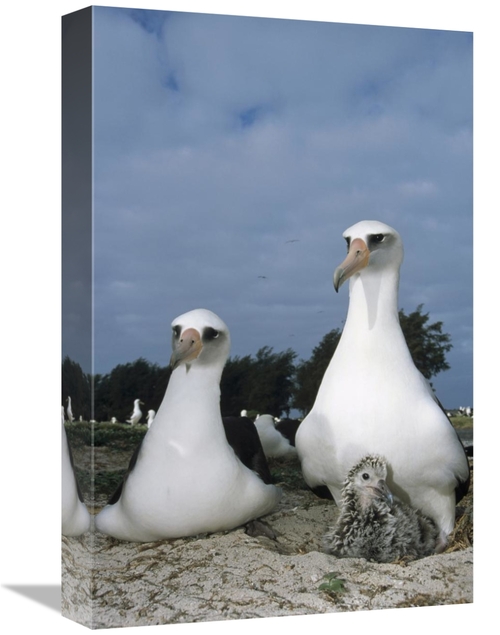 Global Gallery GCS-451415-1218-142 12 x 18 in. Laysan Albatross Parent