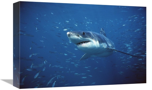 Global Gallery GCS-397971-1218-142 12 x 18 in. Great White Shark Swimm