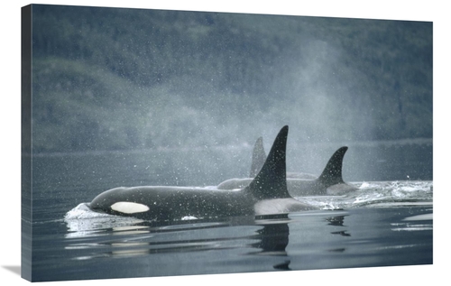 Global Gallery GCS-397850-2436-142 24 x 36 in. Orca Group Surfacing&#4