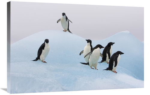 Global Gallery GCS-395842-2436-142 24 x 36 in. Adelie Penguin Six Peng