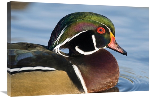 Global Gallery GCS-397398-2436-142 24 x 36 in. Wood Duck Male in Breed
