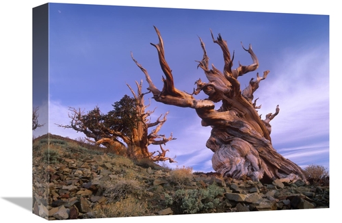 12 x 16 in. Foxtail Pine Ancient Trees at Schulman Grove, White Mo
