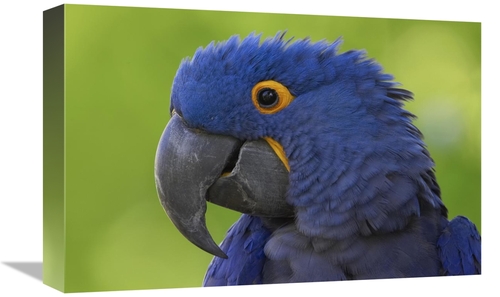Global Gallery GCS-450890-1218-142 12 x 18 in. Hyacinth Macaw Portrait