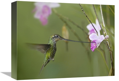 Global Gallery GCS-396504-1216-142 12 x 16 in. Sword-Billed Hummingbir
