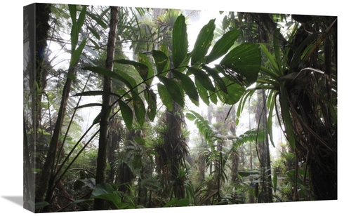 Global Gallery  16 x 24 in. Bromeliad & Tree Fern At 1600 Meters Altit