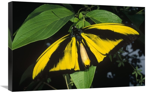 Global Gallery GCS-452345-2030-142 20 x 30 in. Goliath Birdwing Butter