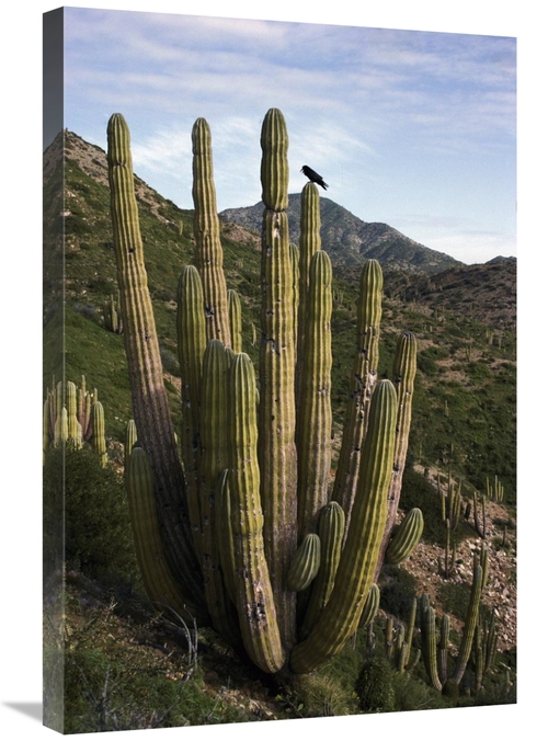 Global Gallery GCS-395597-2030-142 20 x 30 in. Common Raven Perching i