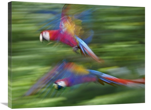 Global Gallery GCS-452250-2432-142 24 x 32 in. Scarlet Macaw Pair Flyi