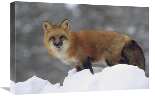 Global Gallery GCS-396347-1624-142 16 x 24 in. Red Fox Standing at the