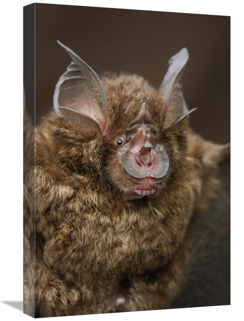 Global Gallery GCS-397574-1624-142 16 x 24 in. Bornean Horseshoe Bat&#