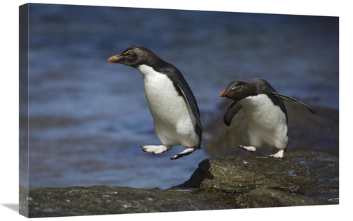 Global Gallery GCS-395850-2030-142 20 x 30 in. Rockhopper Penguin Hopp