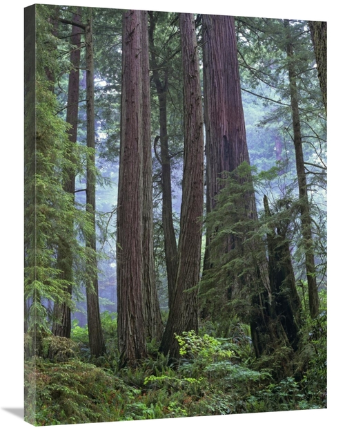 Global Gallery GCS-397082-2432-142 24 x 32 in. Old Growth Forest of Co