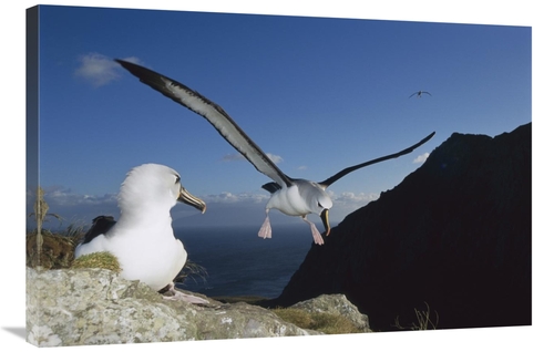 Global Gallery GCS-451789-2436-142 24 x 36 in. Yellow-Nosed Albatross 