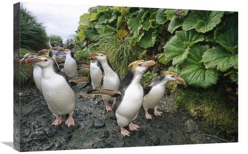 Global Gallery GCS-451047-2030-142 20 x 30 in. Royal Penguin Group Wal