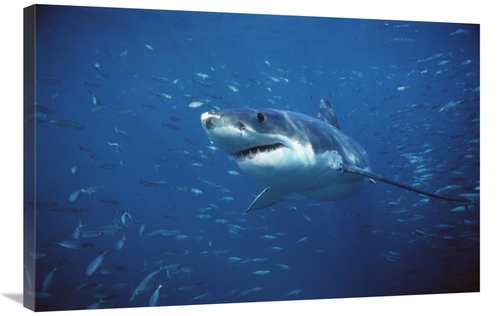 Global Gallery GCS-397971-2436-142 24 x 36 in. Great White Shark Swimm