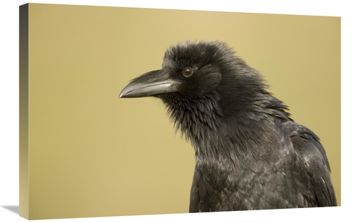 Global Gallery GCS-453352-2030-142 20 x 30 in. Common Raven Portrait&#
