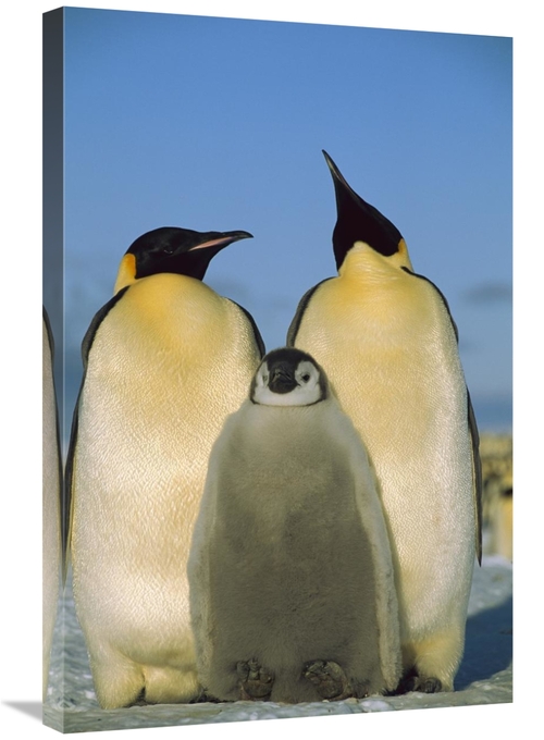 Global Gallery GCS-453119-2030-142 20 x 30 in. Emperor Penguin Pair wi