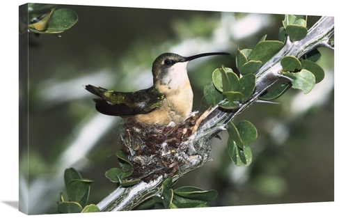 Global Gallery GCS-452539-2030-142 20 x 30 in. Lucifer Hummingbird Fem
