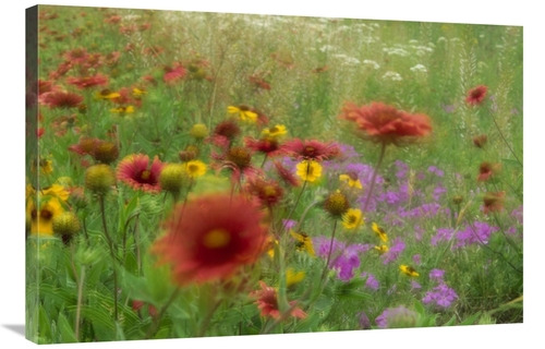 Global Gallery GCS-451998-2436-142 24 x 36 in. Gaillardia, Coreops