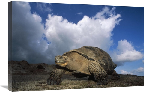 Global Gallery GCS-451388-2030-142 20 x 30 in. Galapagos Giant Tortois