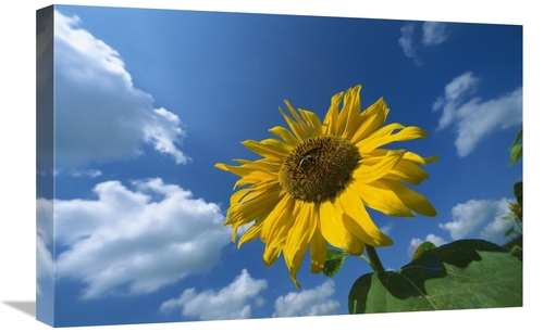 Global Gallery GCS-452573-1624-142 16 x 24 in. Common Sunflower with B