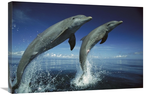 20 x 30 in. Bottlenose Dolphin Pair Leaping, Honduras Art Print - 