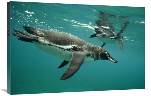 Global Gallery GCS-395579-2436-142 24 x 36 in. Galapagos Penguins Divi