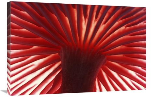 Global Gallery GCS-398269-2436-142 24 x 36 in. Mushroom Detail of Unde