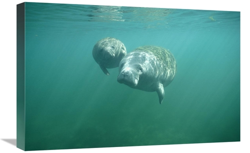 Global Gallery GCS-451064-1624-142 16 x 24 in. West Indian Manatee & Y