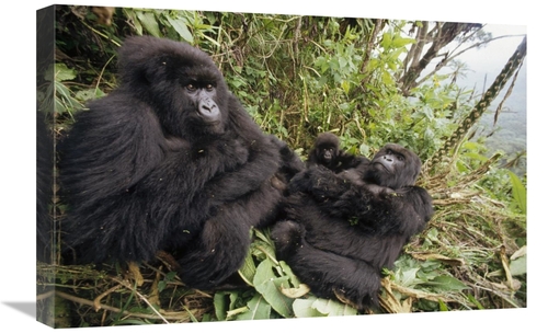 Global Gallery GCS-452814-1624-142 16 x 24 in. Mountain Gorilla Family