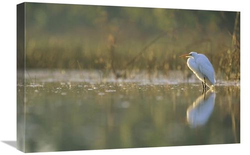 Global Gallery GCS-396405-1624-142 16 x 24 in. Great Egret Backlit in 