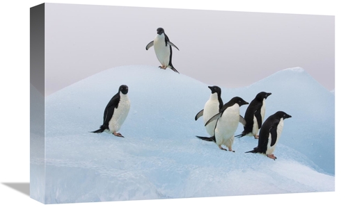 Global Gallery GCS-395842-1218-142 12 x 18 in. Adelie Penguin Six Peng