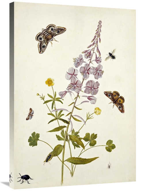 Global Gallery GCS-267175-36-142 36 in. Rosebay Willowherb & Buttercup