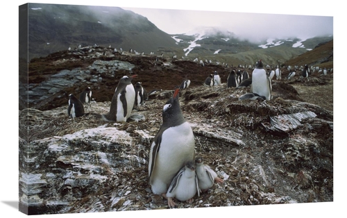 Global Gallery GCS-453006-2030-142 20 x 30 in. Gentoo Penguin Parent &