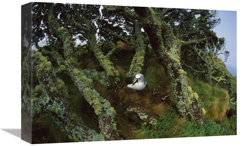 Global Gallery GCS-451793-1218-142 12 x 18 in. Yellow-Nosed Albatrosse