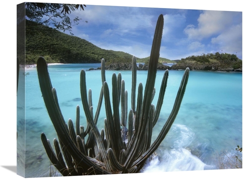 Global Gallery GCS-452274-1824-142 18 x 24 in. Cactus Growing Along Tr