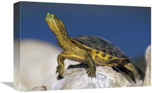 Global Gallery GCS-396618-1218-142 12 x 18 in. Yellow-Bellied Slider T