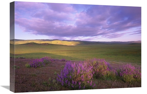 Global Gallery GCS-397132-1624-142 16 x 24 in. Large-Leaved Lupine in 