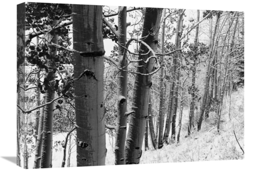 Global Gallery GCS-460931-1824-142 18 x 24 in. Aspens with Snow, G