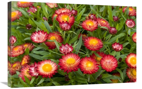 Global Gallery GCS-398356-2030-142 20 x 30 in. Strawflower Red Variety