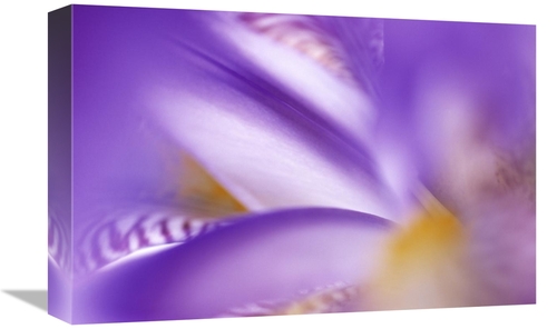 Global Gallery GCS-398258-1218-142 12 x 18 in. Iris Abstract Close Up 