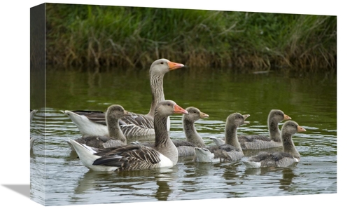 Global Gallery GCS-398065-1218-142 12 x 18 in. Greylag Goose Couple Sw