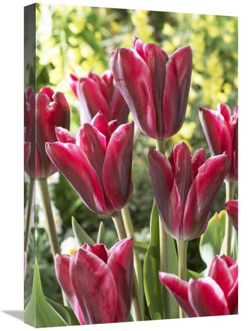 Global Gallery GCS-398380-1624-142 16 x 24 in. Tulip Adriaan Dominique